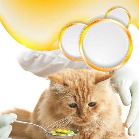 Szükséges-e vagy sem a cica vitamin?