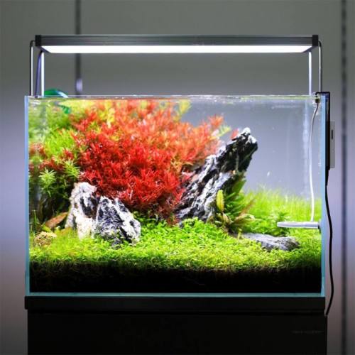 Akvárium világítás, avagy miért használj Sylvania Aquastar T8 fénycsövet?