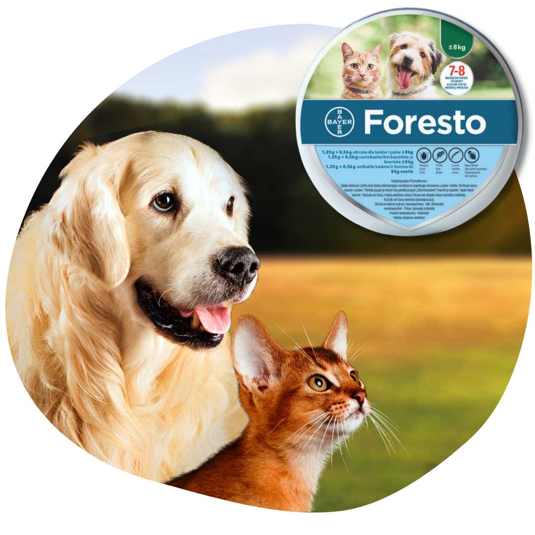 Bolha- és kullancsirtás felsőfokon? Csakis a Foresto nyakörvekkel!
