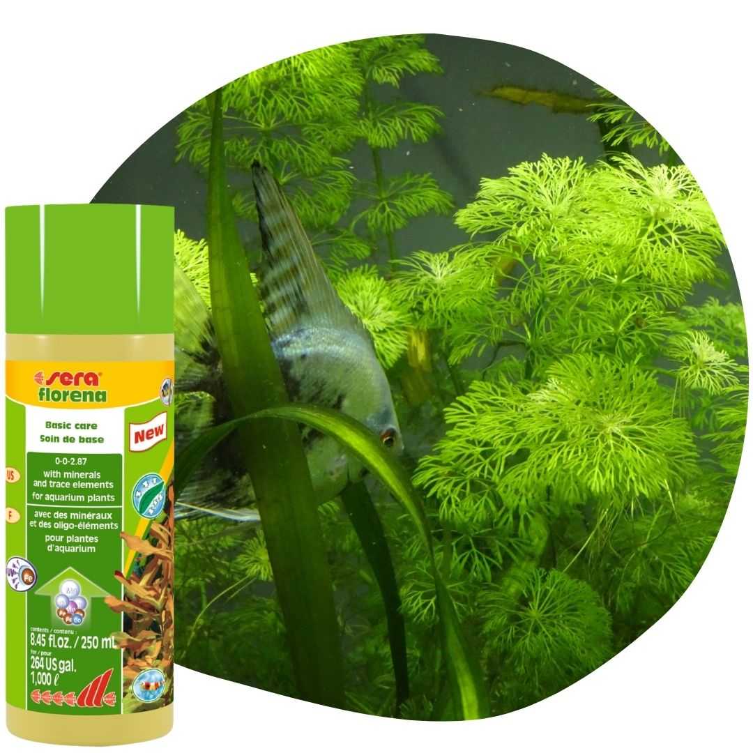 Mindent az akváriumi növények egészségéért, avagy használj Sera Florenát!